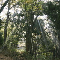 日差しが降り注ぐ静かな日本百名山・伊吹山の森林散策路の写真