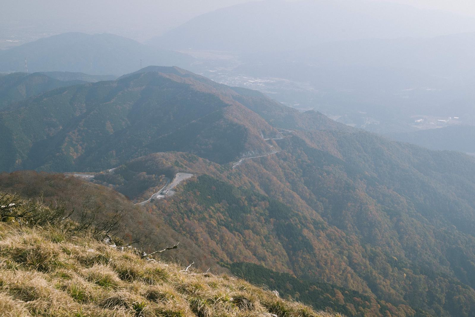 伊吹山の秋の草原に赤く色づく紅葉が咲いている様子