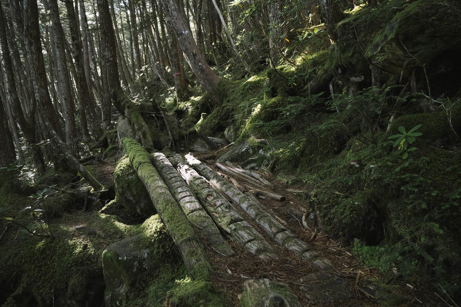 苔に覆われた倒木が横たわる金峰山北側登山道の樹林帯