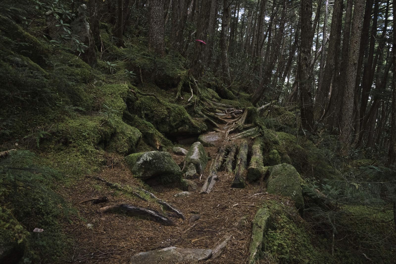 苔むした岩と落葉が積もる針葉樹林の登山道