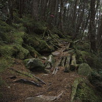 針葉樹の落葉と苔むした根が広がる金峰山の登山道の写真