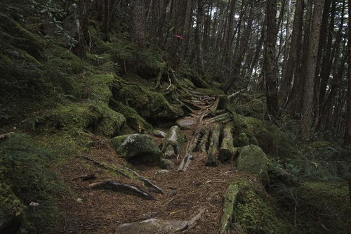 針葉樹の落葉と苔むした根が広がる金峰山の登山道