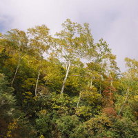妙高山の山肌を彩る秋の黄葉と樹林─日本百名山の晩秋風景の写真