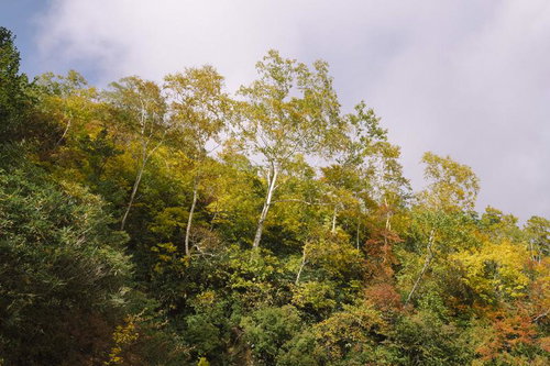 妙高山の山肌を彩る秋の黄葉と樹林─日本百名山の晩秋風景