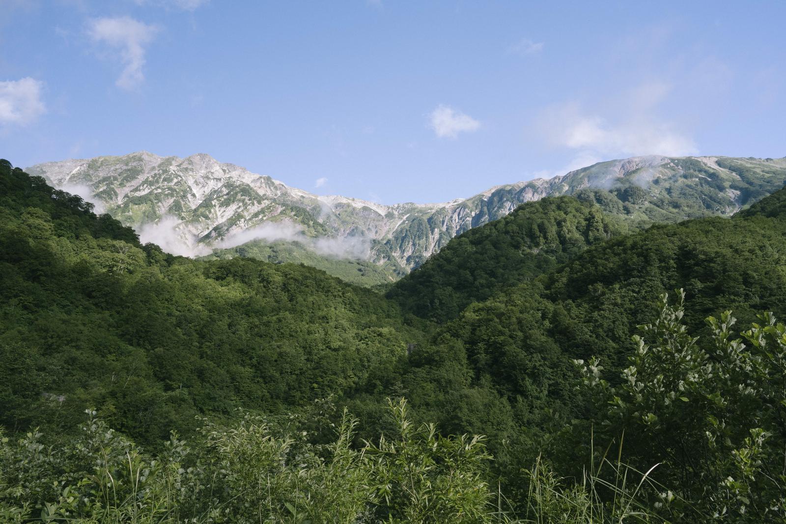猿倉から見える白馬岳の稜線と山麓の森林が連なる景観
