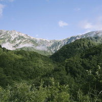 猿倉から見る白馬岳の雄大な稜線と山麓の森林の写真