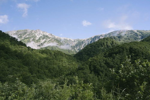 猿倉から見る白馬岳の雄大な稜線と山麓の森林