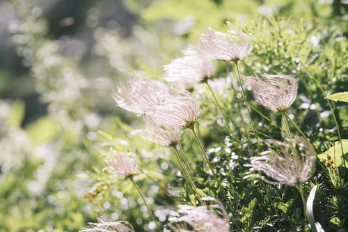 柔らかな日差しを浴びて輝くチングルマの穂と高山植物