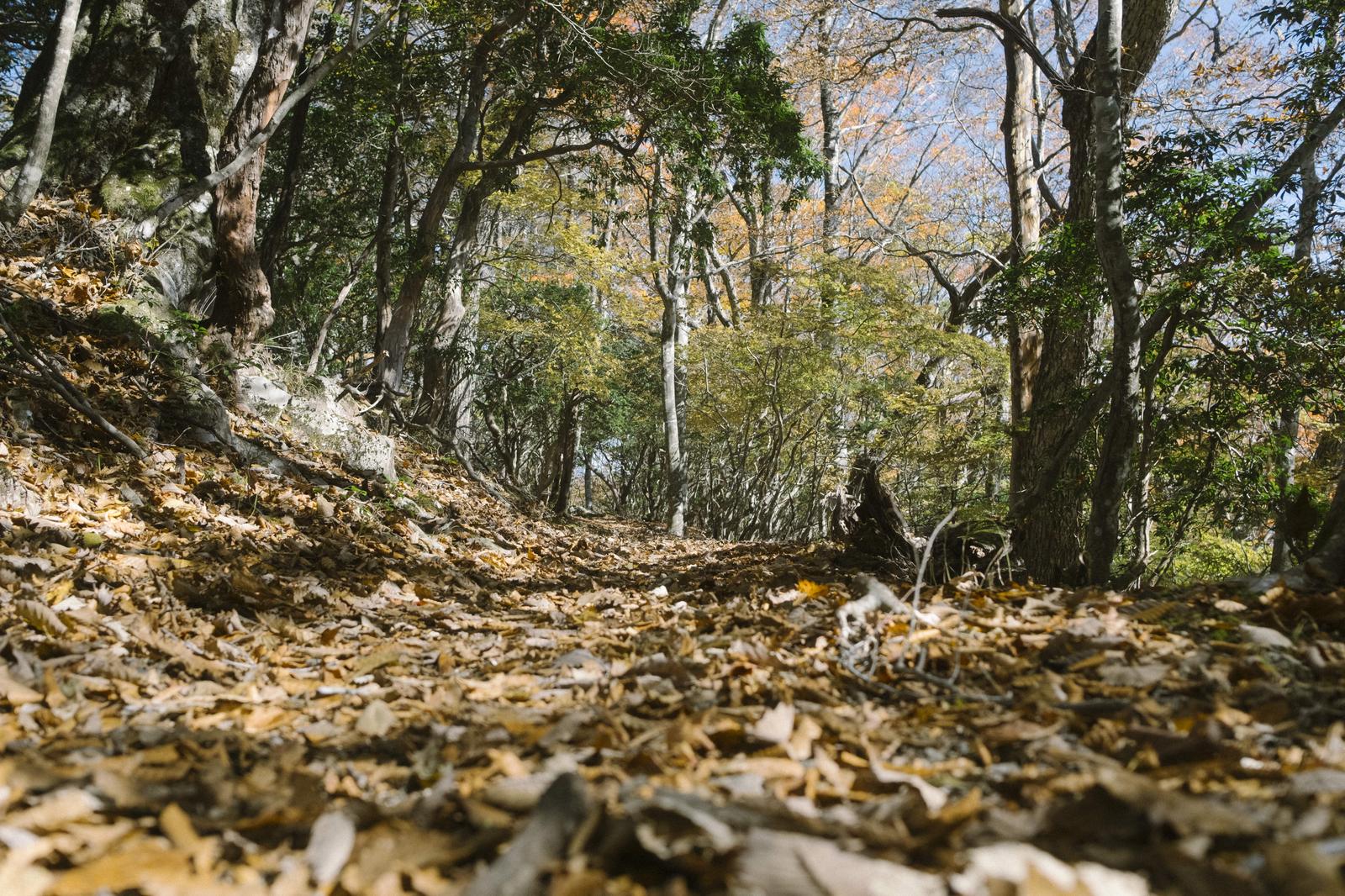 秋の大菩薩嶺の登山道に積もった茶色い落葉と雑木林