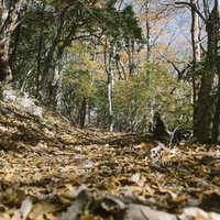 飴色に光る大菩薩嶺の山道に積もる秋の落葉とトレッキングコースの写真