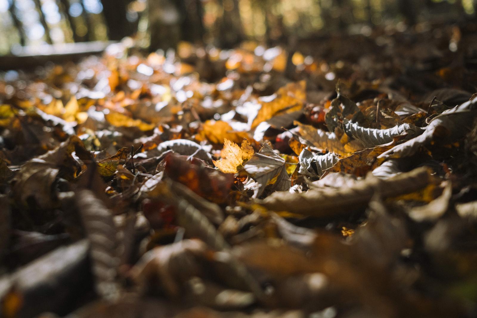 大菩薩嶺の山道で落葉の絨毯に光が差し込む秋の風景