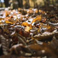 大菩薩嶺の山道に積もる枯葉の絨毯に差し込む温かな光の写真
