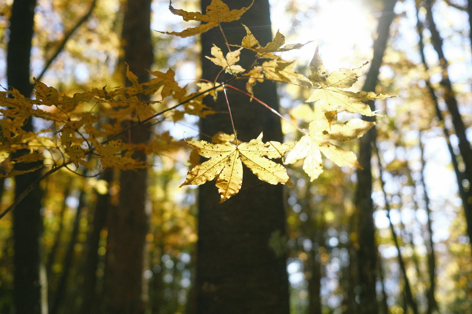 大菩薩嶺の秋の林で、木漏れ日に輝く黄色い楓の葉