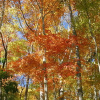 錦秋に染まる大菩薩嶺の牛ノ寝通りの登山道の写真
