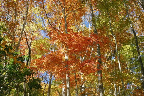 錦秋に染まる大菩薩嶺の牛ノ寝通りの登山道