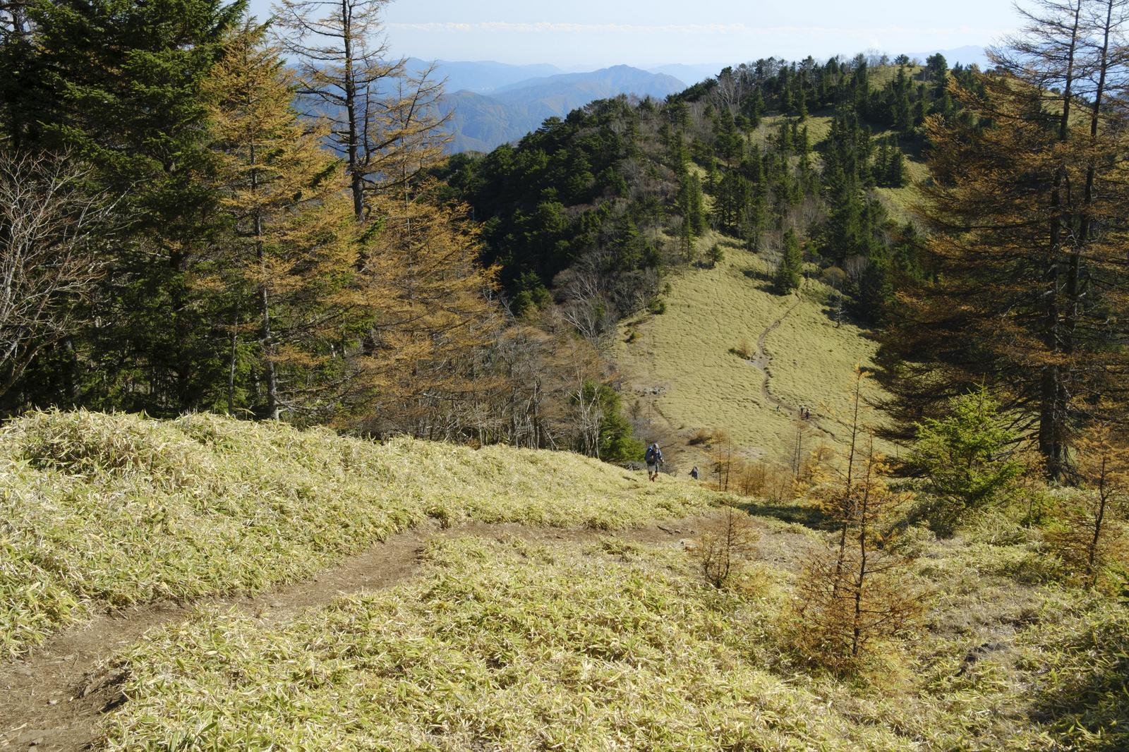 秋の大菩薩嶺の石丸峠で、紅葉した落葉松が立ち並ぶ尾根沿いの登山道