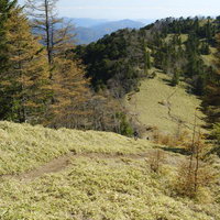 秋の大菩薩嶺・石丸峠の紅葉尾根沿い小道を彩る落葉松の写真