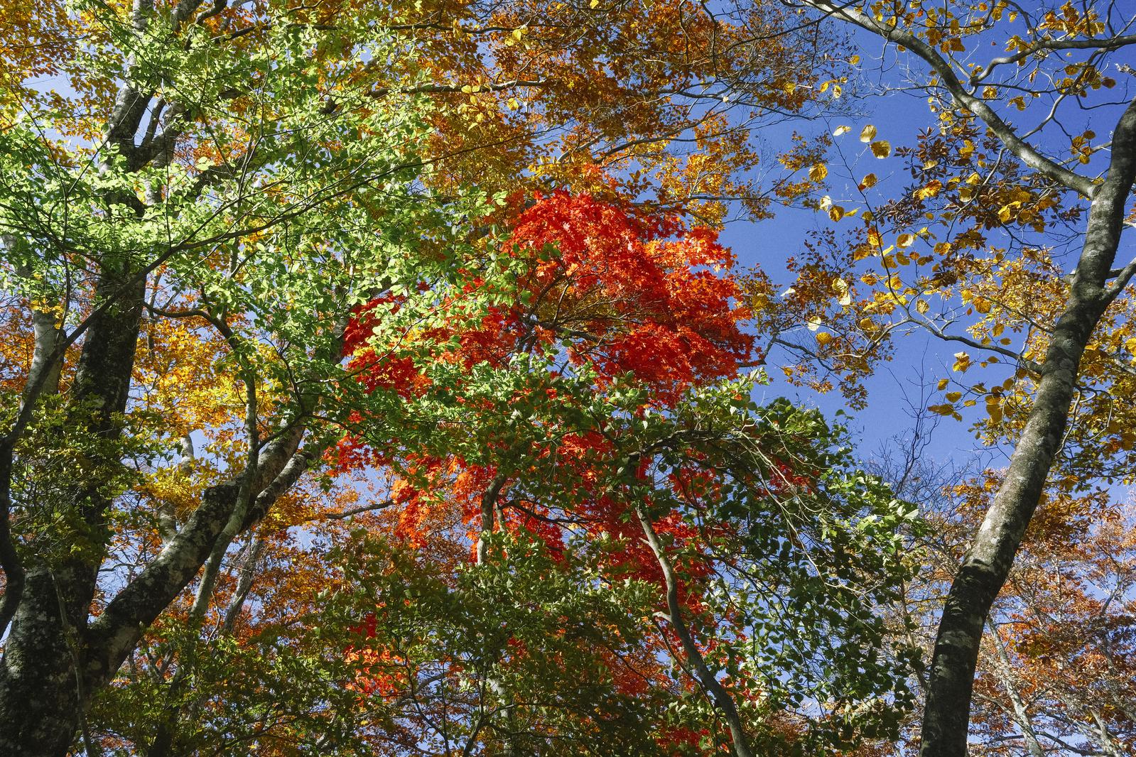 赤と黄に色づいた樹林と青空。紅葉したモミジが中央に映る