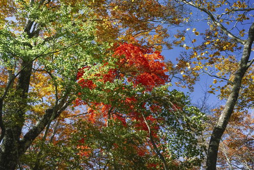 大菩薩嶺の秋、赤と黄に染まる樹林と青空の風景