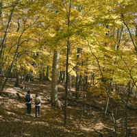 黄金色に色づいた紅葉の森の中を歩く大菩薩嶺のハイカーの写真