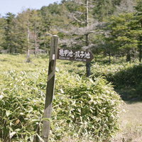 亀甲池へ誘う素朴な木製案内板の写真