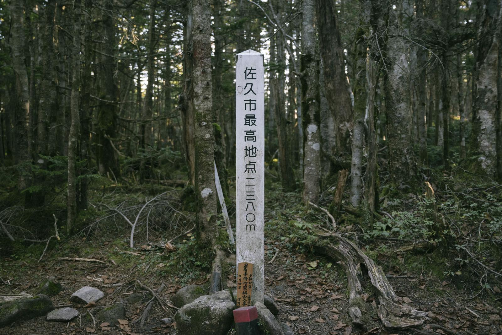 蓼科山の白い標識が苔むした樹林に立ち、周囲には落ち葉と立ち木が見える