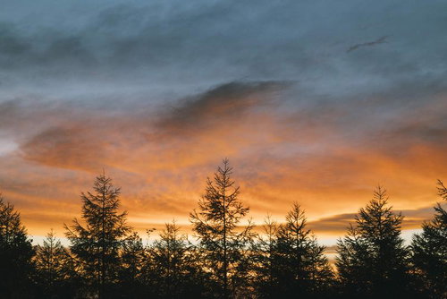 大河原峠から見る蓼科山の朝焼け、針葉樹シルエットと空のグラデーション