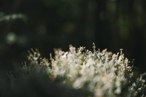 蓼科山の木々に潜む小さな苔