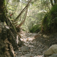 苔むした岩壁と石段が続く蓼科山登山道の山道風景の写真