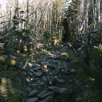 立ち枯れした木々の間に通された蓼科山の登山道の写真