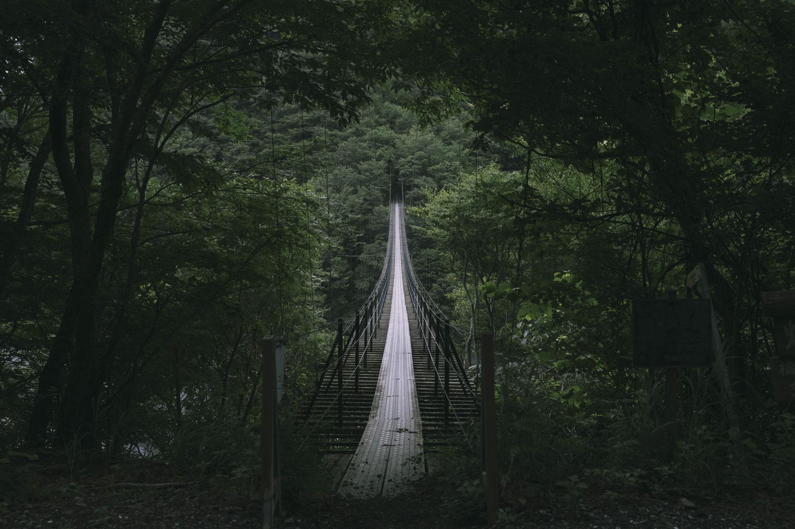 森の中に架かる吊橋の奥へ続く風景