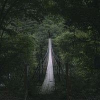 デスブリッジこと畑薙大吊橋から見る森林の風景の写真