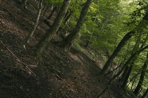 日本百名山・光岳の緑豊かな登山道を歩く南アルプスの自然