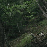 光岳へ続く深山の登山道、樹林帯を抜ける険しい山道の写真