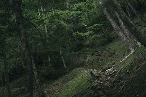 光岳へ続く深山の登山道、樹林帯を抜ける険しい山道