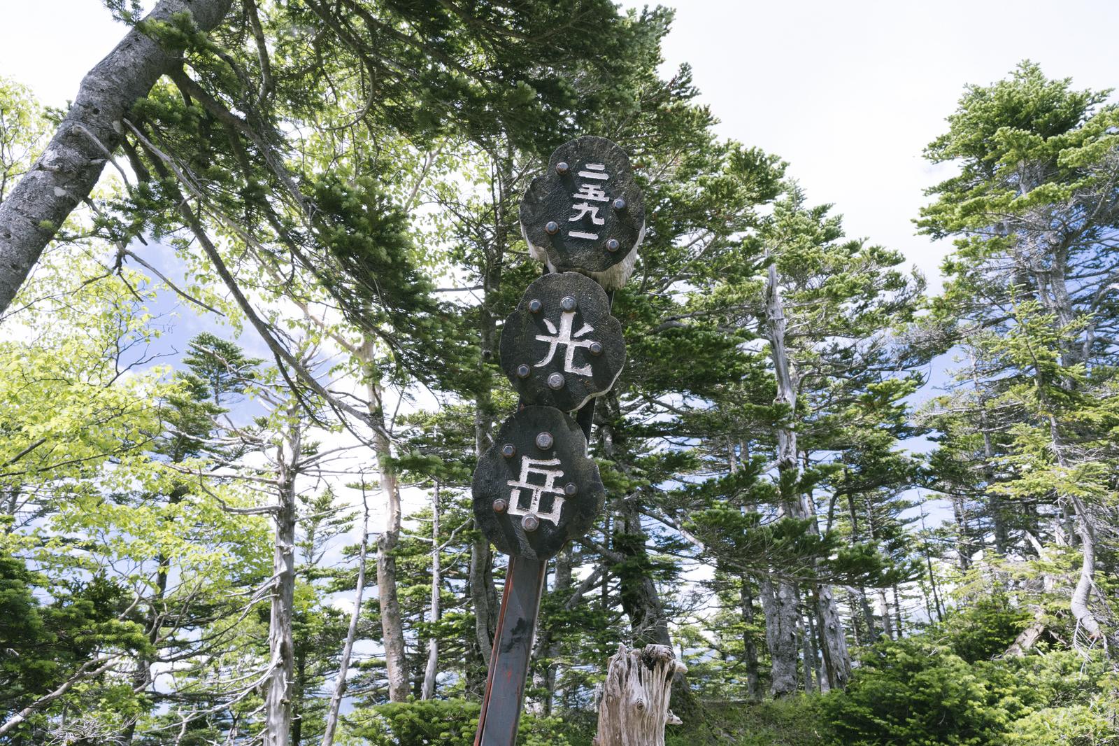 光岳山頂に立つ日本百名山の木柱道標と周囲の針葉樹林