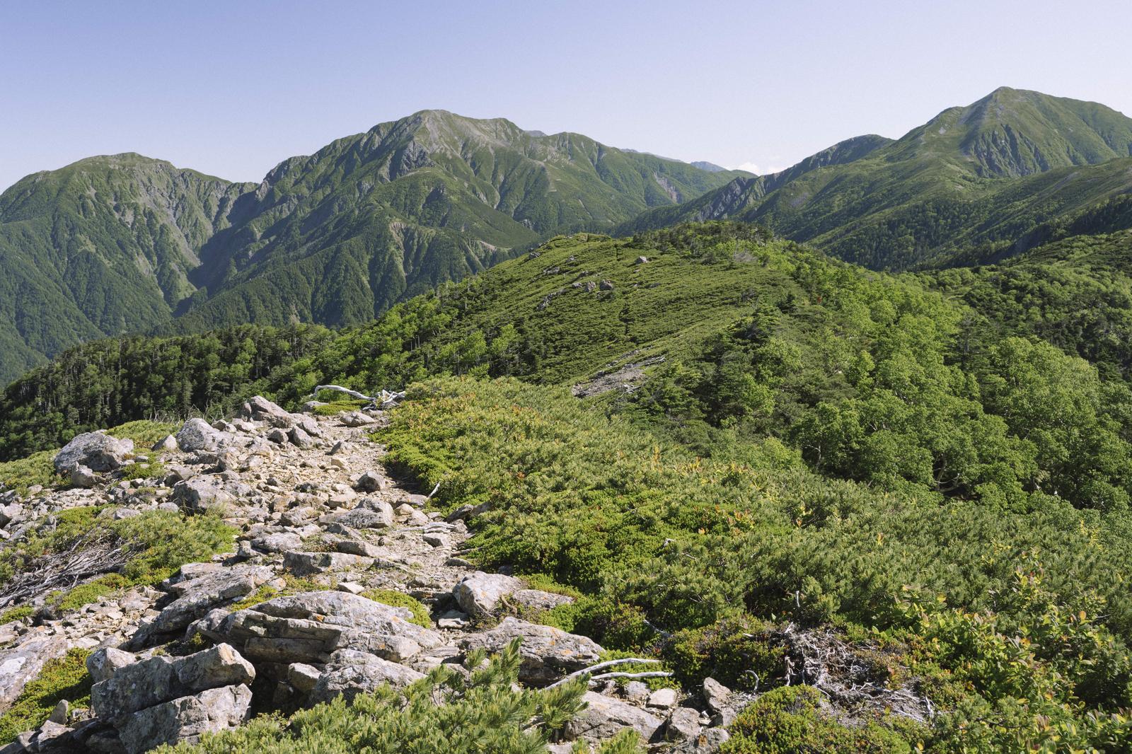 仁田岳から見た聖岳、上河内岳、兎岳の山並みと緑の樹林