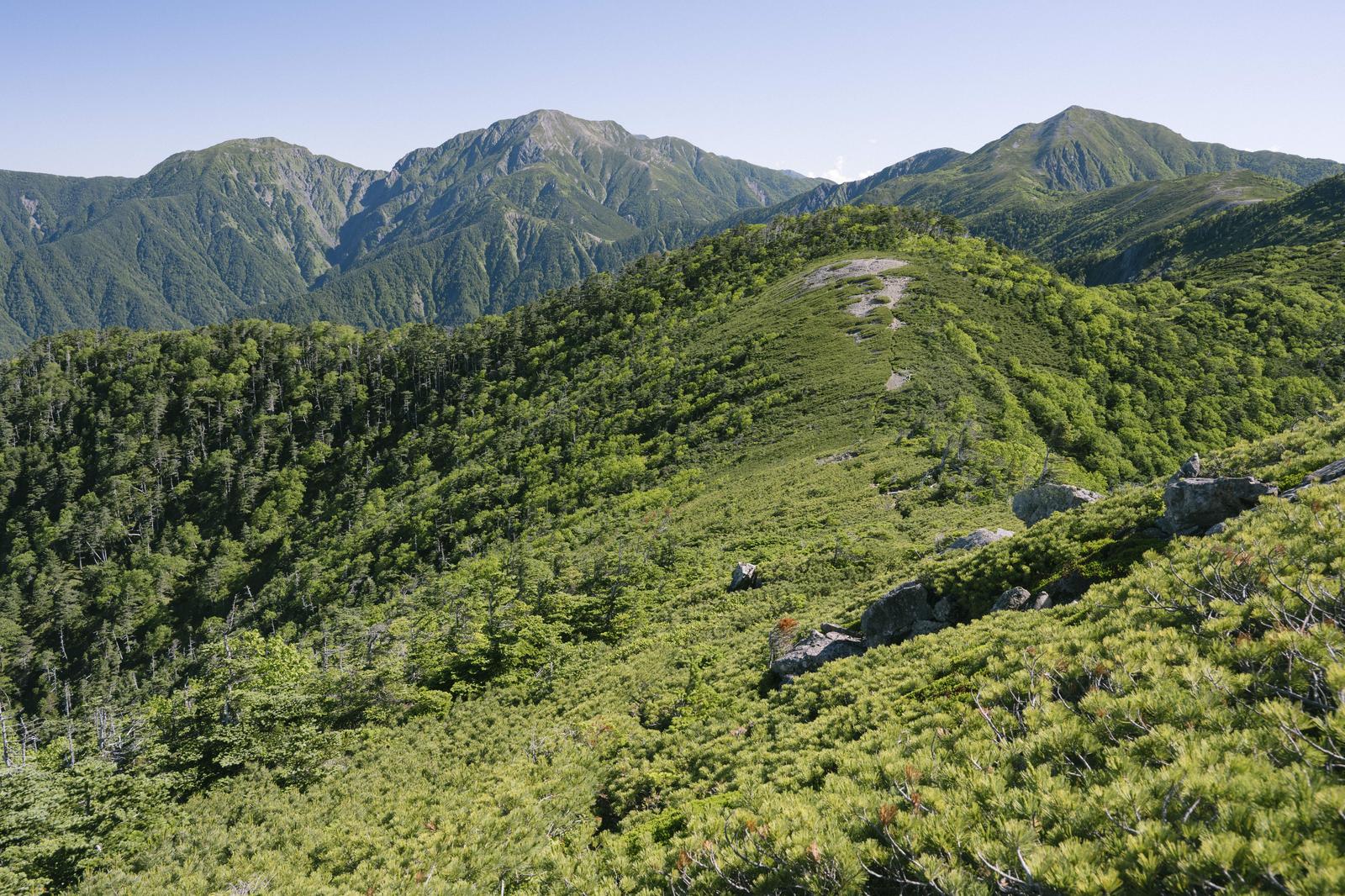 仁田岳からの眺望で、緑の森に覆われた手前の稜線の奥に複数の山峰が重なる南アルプスの山脈風景