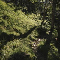 朝日が差し込む光岳の登山道を進む登山者たちの写真