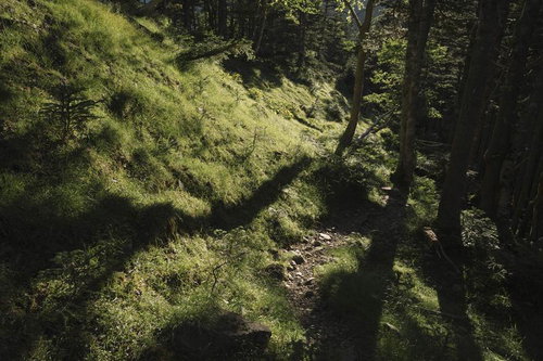 朝日が差し込む光岳の登山道を進む登山者たち