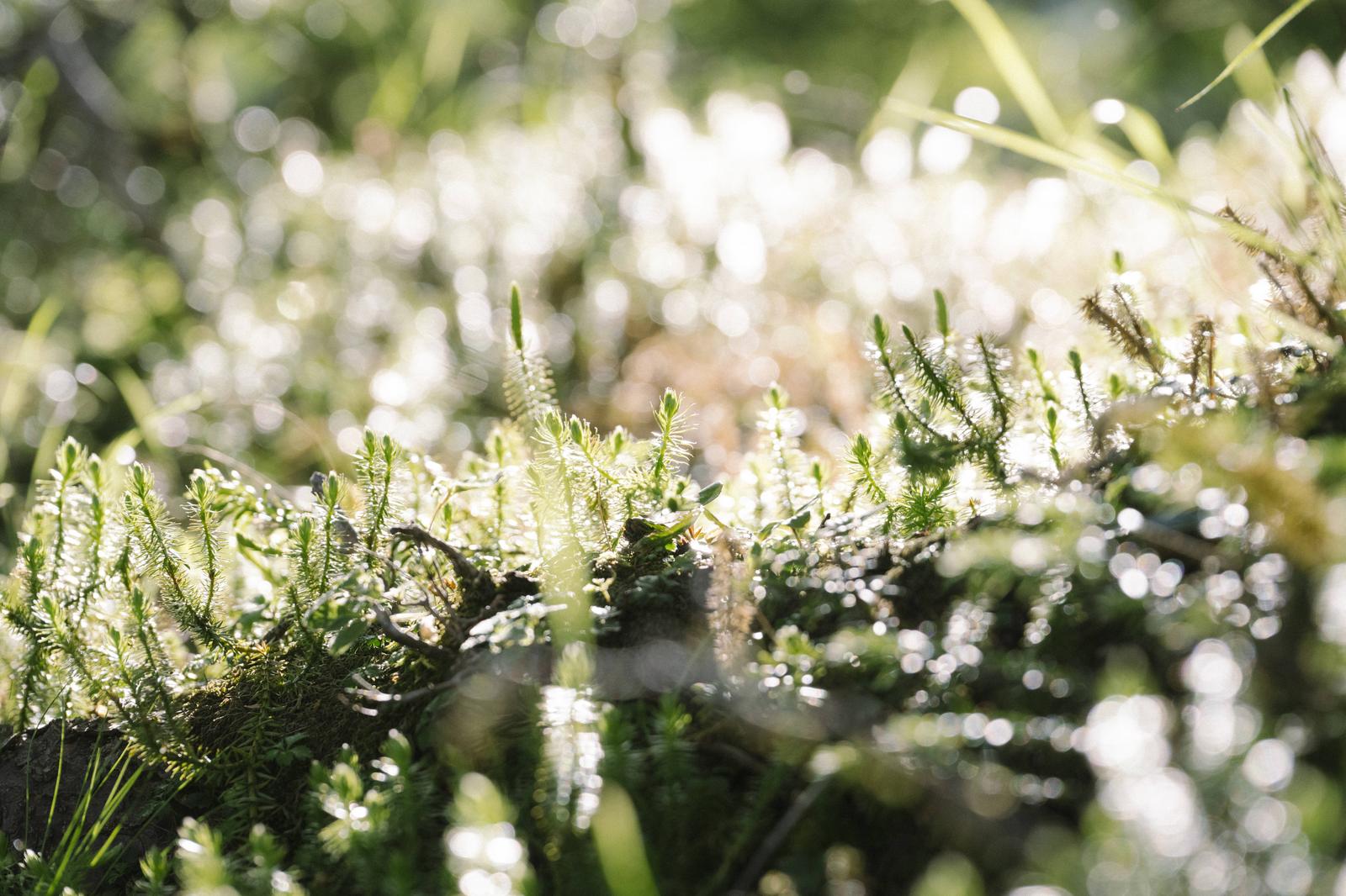 朝日に照らされた光岳の針葉樹の新芽が枝いっぱいに芽吹いている