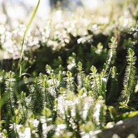 朝日に輝く光岳の針葉樹の若芽と春の新緑の写真