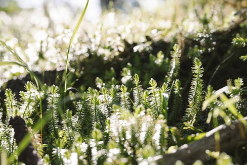 朝日に輝く光岳の針葉樹の若芽と春の新緑