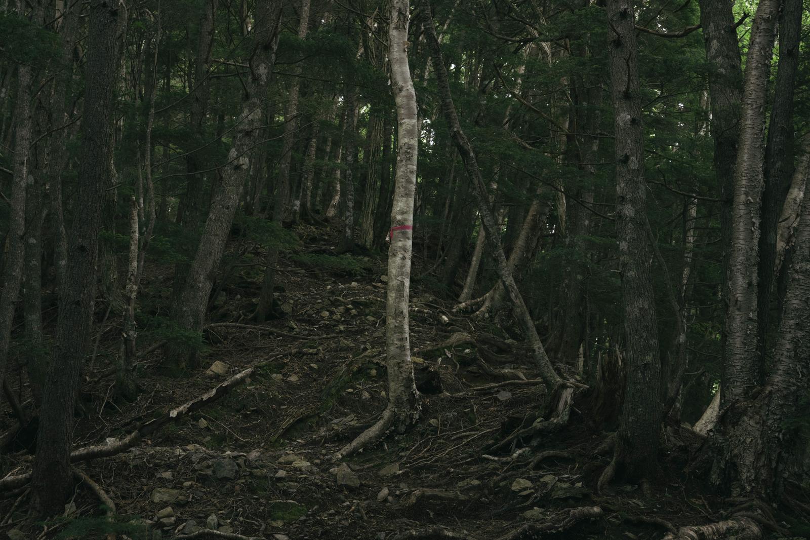 森林内の木に巻かれたピンクテープと倒木が散乱する登山道