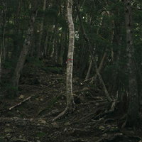 登山者に道を示すピンクテープの写真