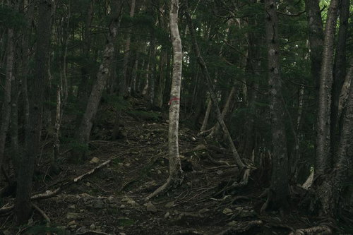 登山者に道を示すピンクテープ