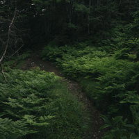 夜明け前の薄暗い樹林の中を進む登山道、光岳の山歩きの写真