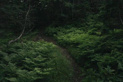 夜明け前の薄暗い樹林の中を進む登山道、光岳の山歩き