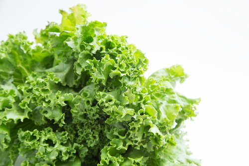 福岡県大刀洗産の新鮮なリーフレタスの野菜