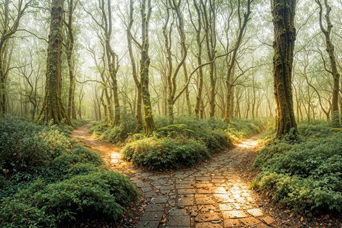 苔むした巨木が並ぶ森林の石畳の小道と複数の分岐路